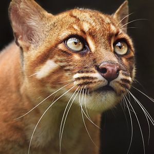 Myo Tho - Asian Golden Cat