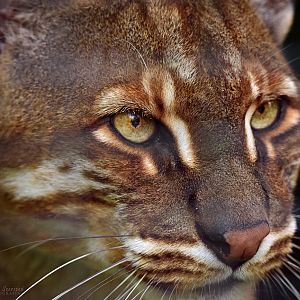 Hotan - Asian Golden Cat