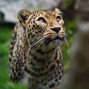 Persian Leopard