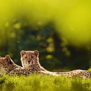 Cheetahs