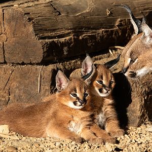 Caracal kittens / Hamerton / 19-9-19