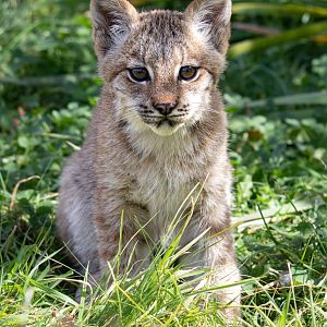 Canadian Lynx Kitten / Hamerton / 13-9-19