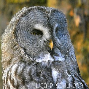 Great Grey Owl