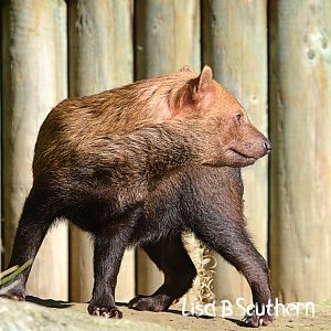 Bush Dog