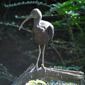 Glossy Ibis