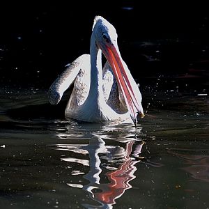 Pink Backed Pelican
