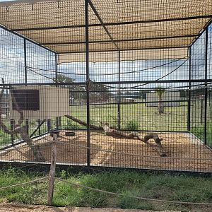Crab-eating Raccoon Enclosure