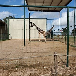Giraffe Feeding Yard
