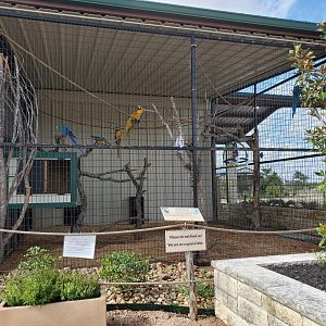 Blue-and-yellow Macaw and Greater Vasa Parrot Enclosure