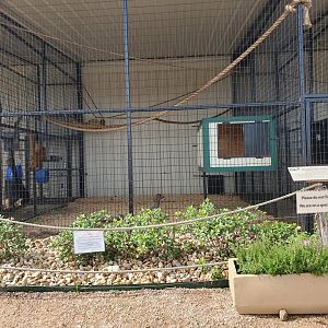 Spider Monkey Enclosure