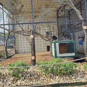 Northern Helmeted Curassow Enclosure