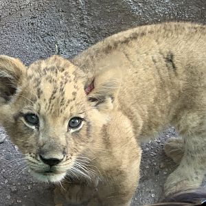 New African Lion Cub