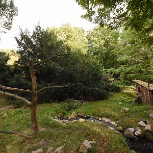 Red panda & Muntjac enclosure
