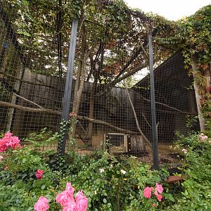 Grivet monkey cage