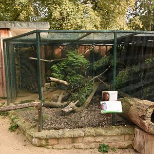 Temminck's tragopan aviary