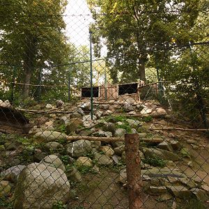 Griffion vulture aviary