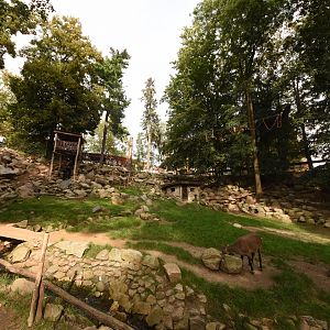 Alpine ibex and marmot enclosure