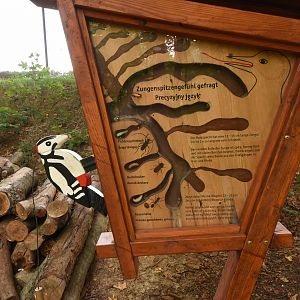 Interactive display on native Woodpeckers