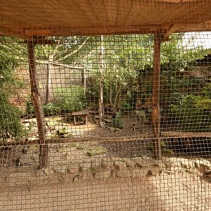 Pheasant and Bamboo partridge aviary