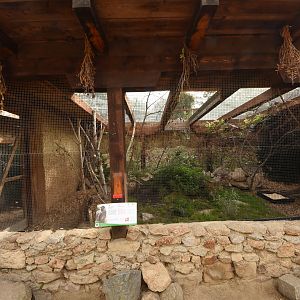 Spotted laughingthrush aviary