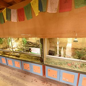 Steppe lemming & Chinese crocodile lizard terraria