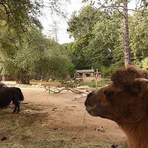 Bactrian camel, Yak & Kashmir goat enclosure