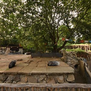 Porcupine enclosure
