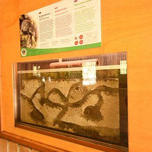 Etruscan shrew enclosure