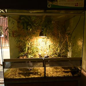 Chinese yellow-headed box turtle terrarium
