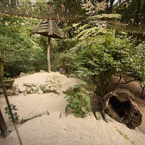 Blue magpie & Eared pheasant aviary
