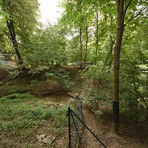 Reeves' muntjac enclosure