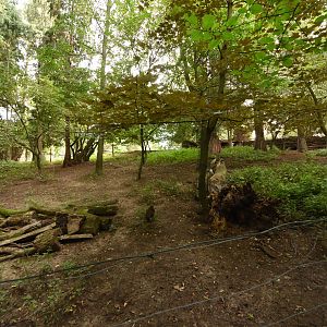 Vietnamese sika deer paddock