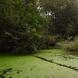 Raccoon, European otter & Muntjac enclosure