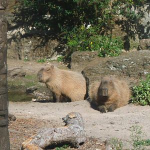 Capybaras
