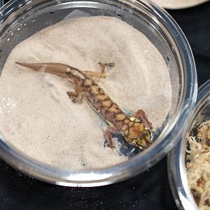 Namib Ground Gecko- Pachydactylus rangei