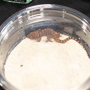 Bynoe's Gecko- Heteronotia binoei