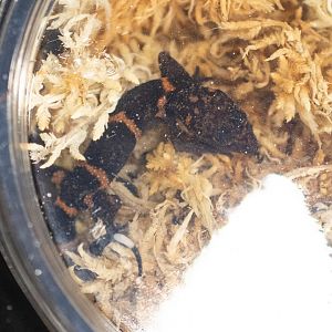 Okinawa Ground Gecko- Goniurosaurus kuroiwae