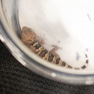 Fitzsimonsi Gecko- Chondrodactylus fitzsimonsi