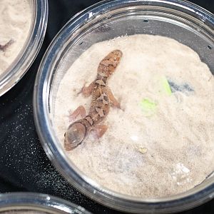 Helmeted Gecko- Diplodactylus galeatus