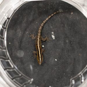 Weigmann's Striped Gecko- Gonatodes vittatus