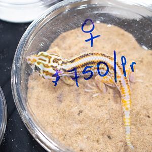 Persian Frog-eyed Gecko- Teratoscincus keyserlingii