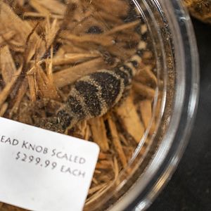 Mexican Flathead Knob-scaled Lizard- Xenosaurus platyceps