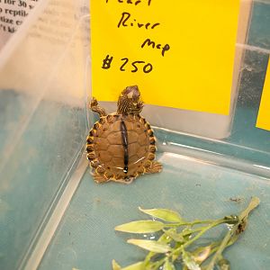 Pearl River Map Turtle- Graptemys pearlensis
