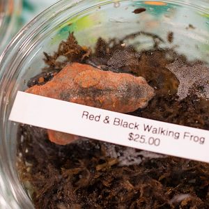 Red-and-black Walking Toad- Phrynomerus bifasciatus