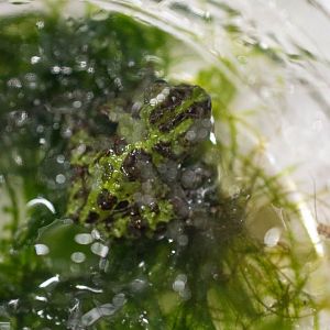 Chapa Mossy Frog- Theloderma bicolor