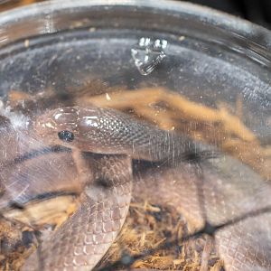 Red Beaked Snake- Rhamphiophis rubropunctatus