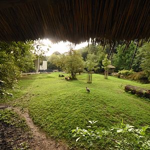 Tapir & Capybara enclosure