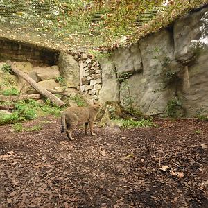 Jungle cat enclosure
