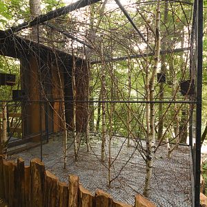 Flying squirrel enclosure
