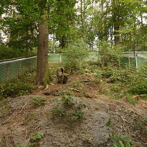 Bush dog enclosure